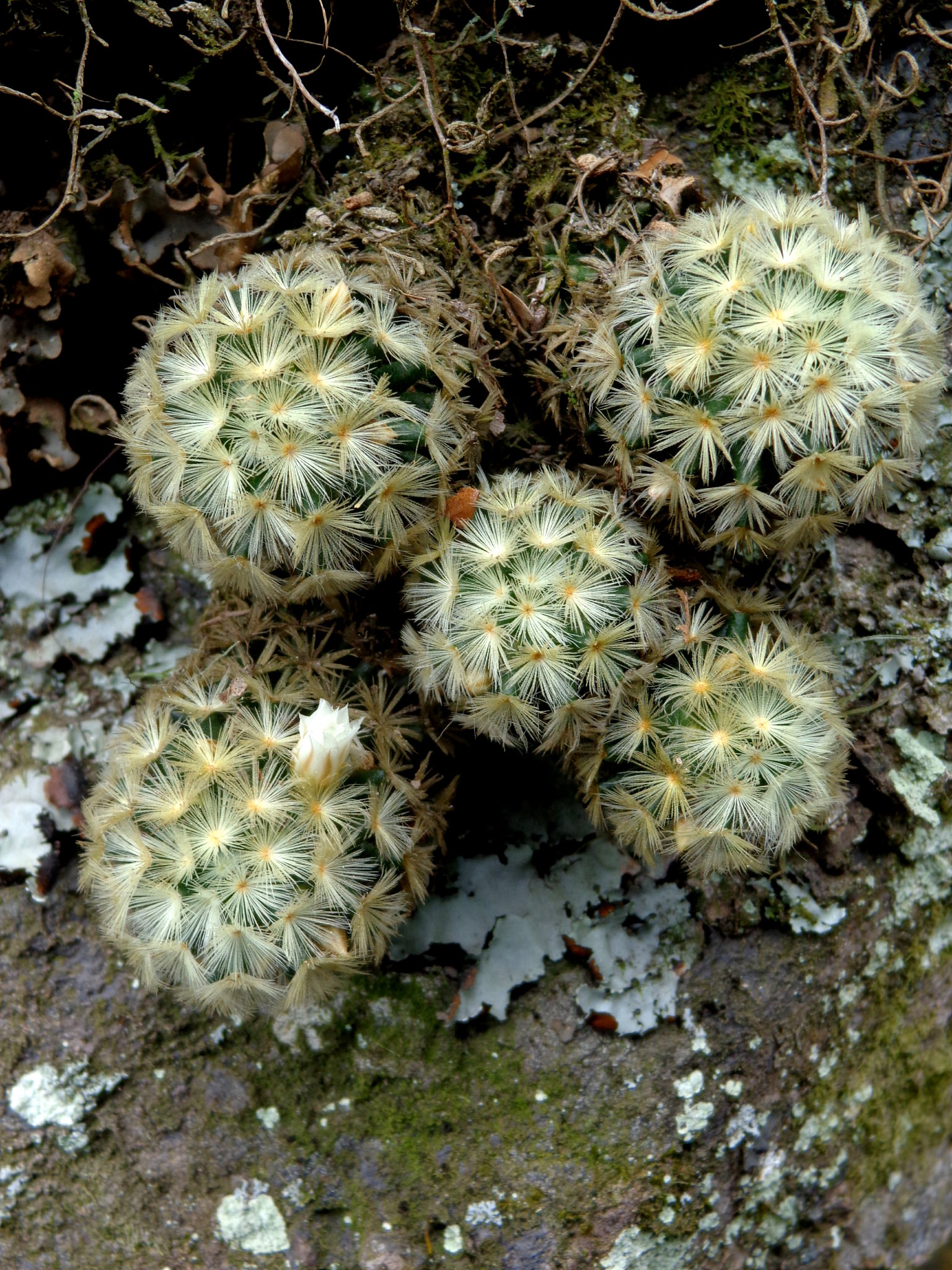 Mammillaria carmenae